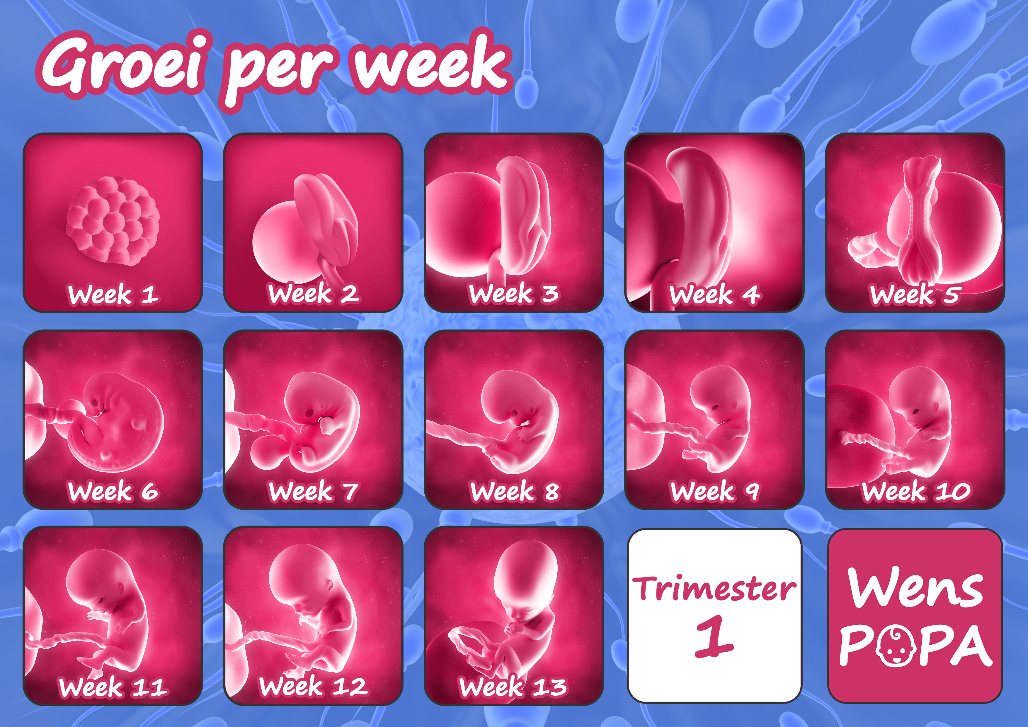 sociaal Word gek zelf groei embryo baby week per week tijdens zwangerschap - Wenspapa